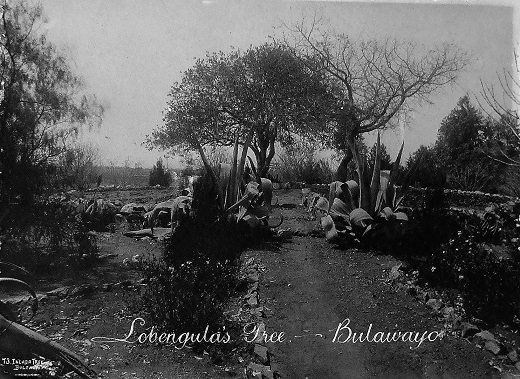 ed_1897_lobengula_indaba_tree.JPG