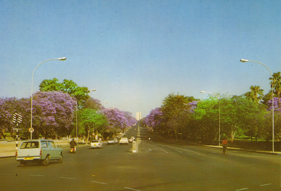 ed_1960s_selbourne_ave_jacarandas