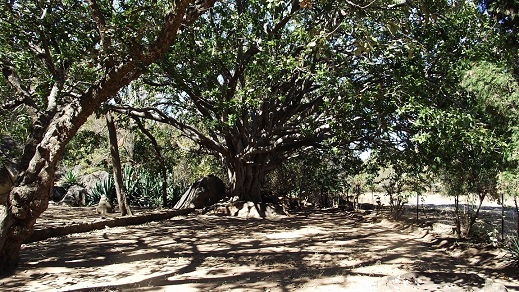 nb_gor_park_tree.JPG