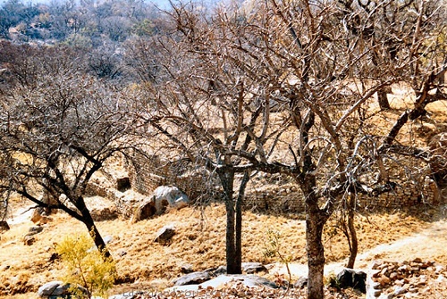 ob_khami_ruins_view_below_trees.JPG