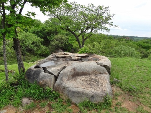 nb_khru_green_boulder_tree