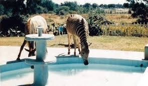 oc_halfway_house_pool