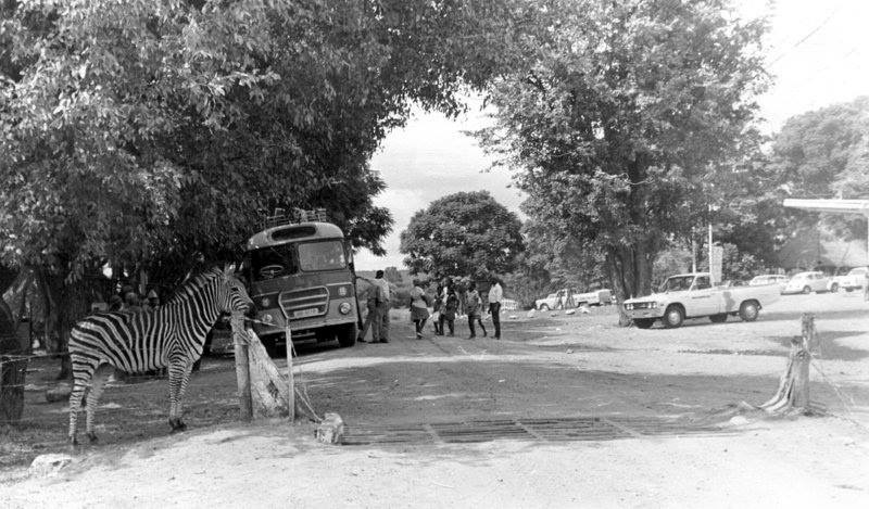 oc_halfway_house_zebra