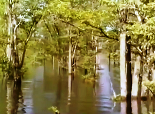 oc_kariba_engineering_rescue_trees