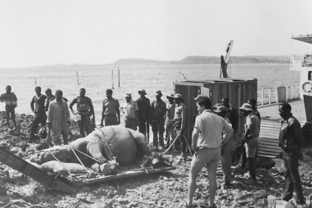 oc_kariba_op_noah_rhino_doped