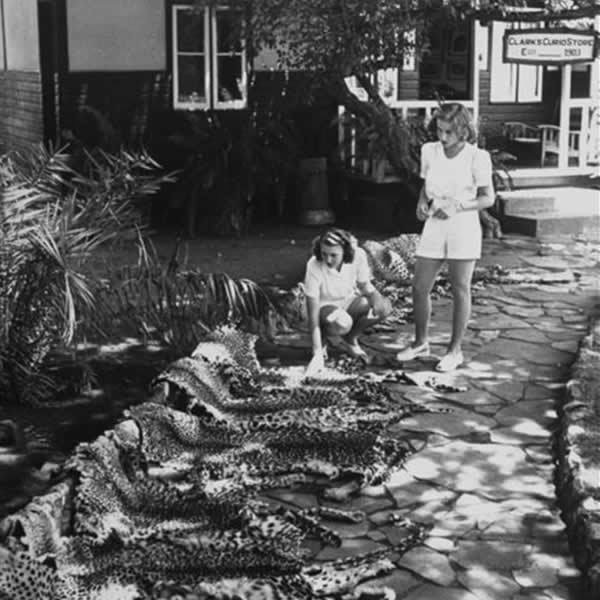 ob_vic_falls_curios_bw