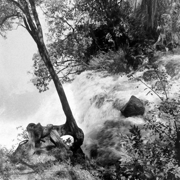 ob_vic_falls_zambia_tree_bw