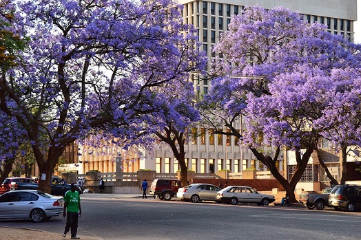 sv_sub_jacaranda_in bloom.jpg