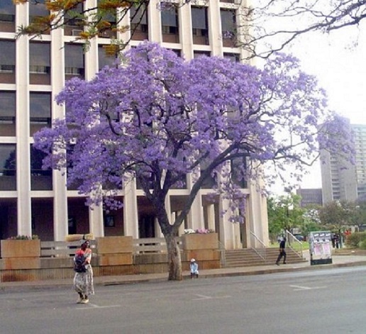 sv_sub_jacaranda_tree.jpg