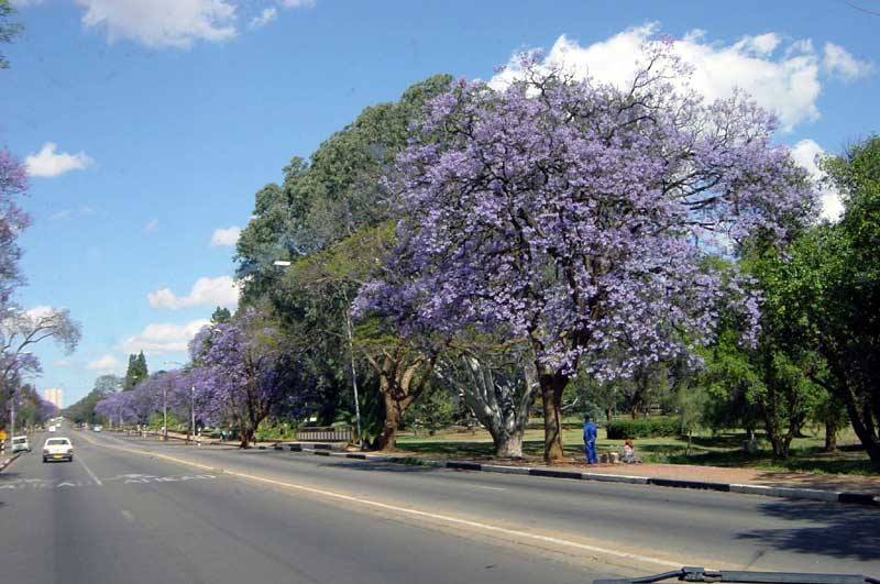 sv_selborne_jacaranda