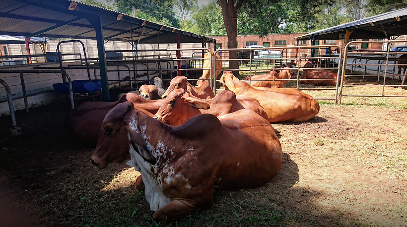 tf_show_cattle_pens