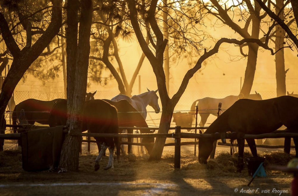 cl_byo_polocrosse_horses