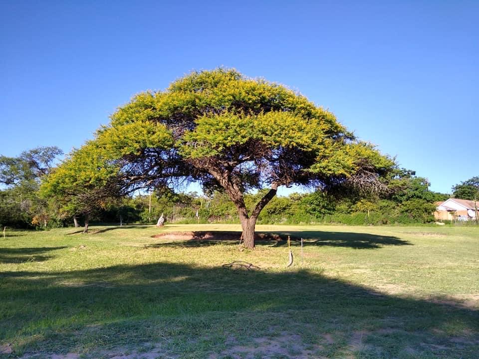 cl_golf_hornp_course_tree_shady
