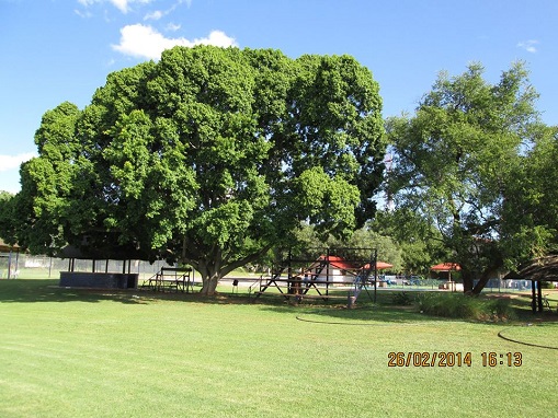 cl_mac_fields_stands