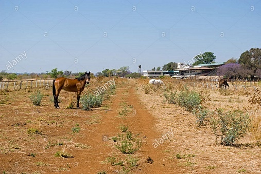 cl_asc_horses_grazing