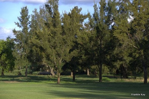 cl_golf_bgc_trees_18th.JPG