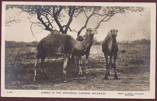 ed_pc_smart&copley_zoo_camels