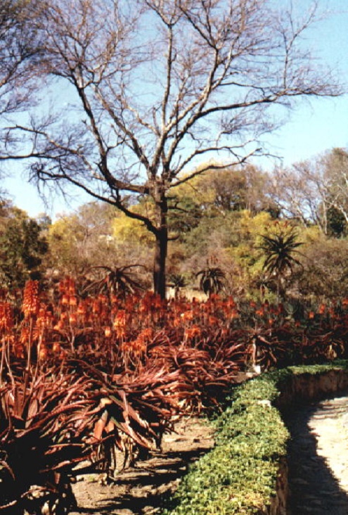 dam_hill_aloes_red.jpg