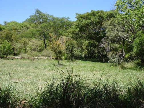 dam_hill_dam_park_reeds.jpg