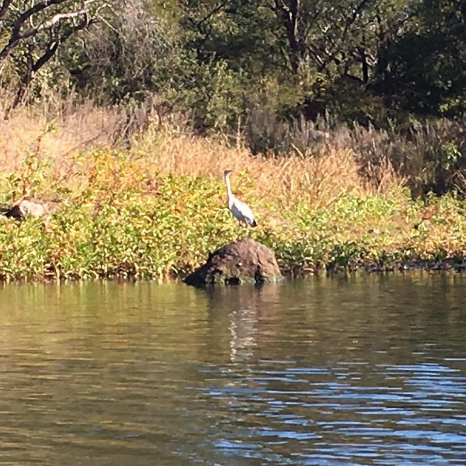 dam_hill_2020_heron