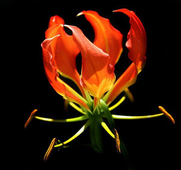 odd_flamelily_flower