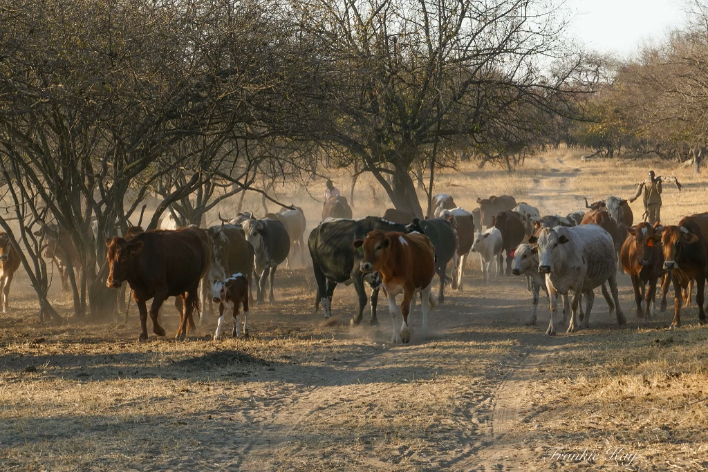 rur_farm_angelesa_cattle_road