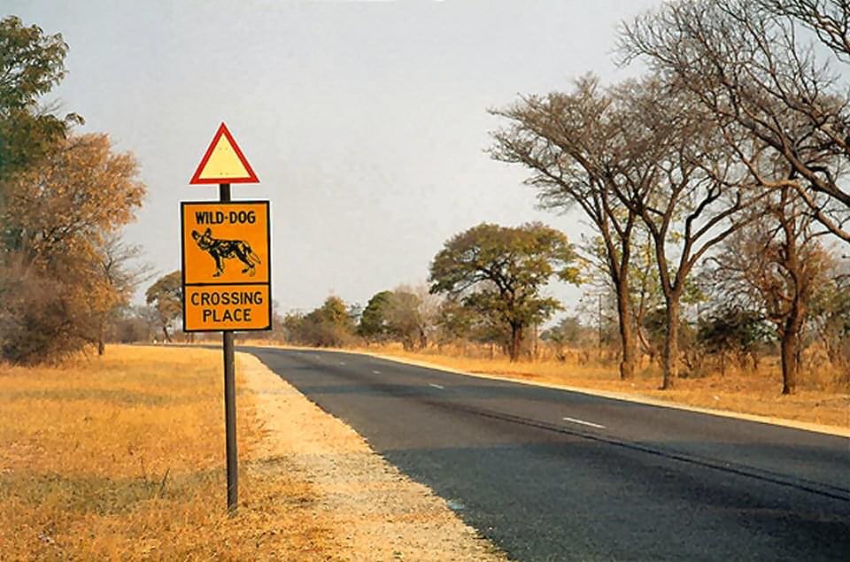 rural_sign_wilddog