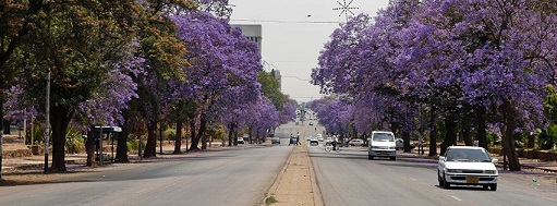 cp_sel_centp_selborne_ave_jacarandas.jpg