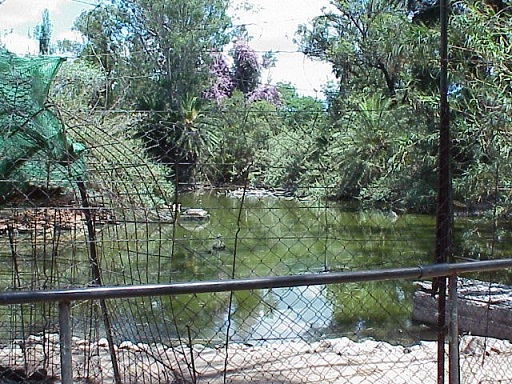 cp_anim_centp_fish_pond_fence.jpg