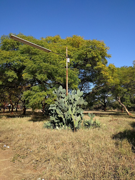 cp_gard_cactus_light