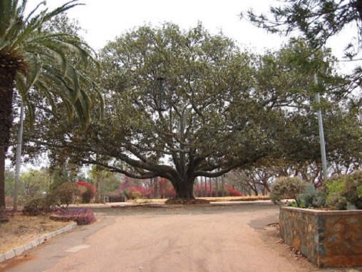 cp_gard_centp_large_tree.jpg