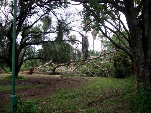 cp_mt_cyclone_damage_tree.jpg