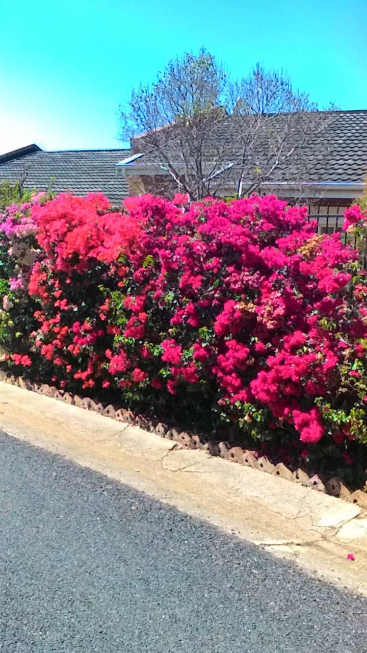 at_oah_gard_bougenvilia_red