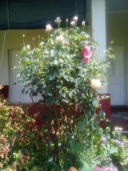 at_oah_qm_ret_queen_mary_house_garden_roses_blooming.JPG