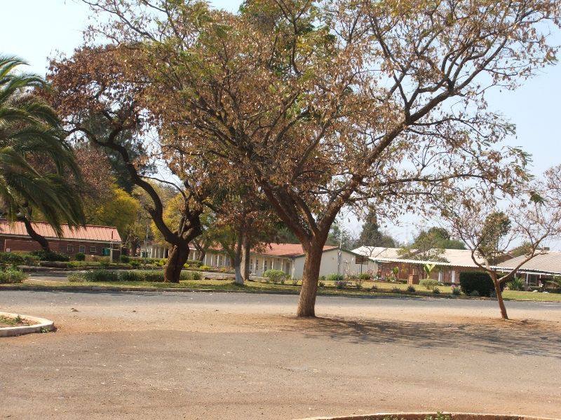 sch_jun_kum_primary_trees