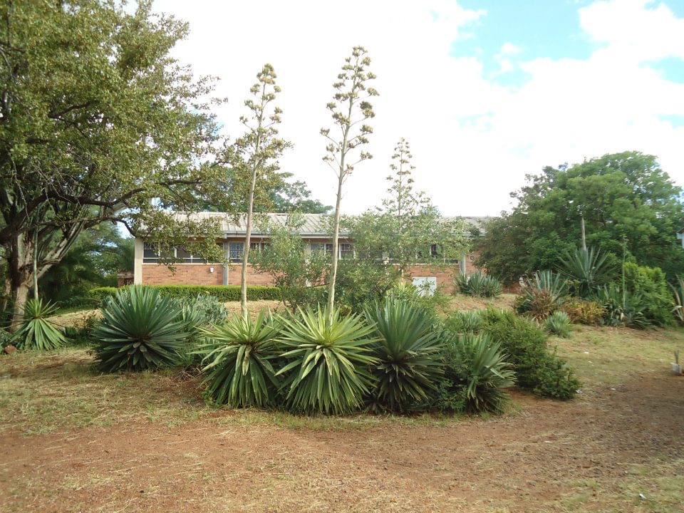 sch_jun_tenn_cactus_plants