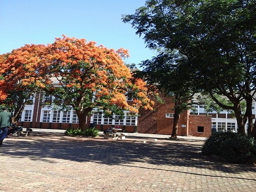 sch_sen_cbc_blooming_flamboyant.JPG