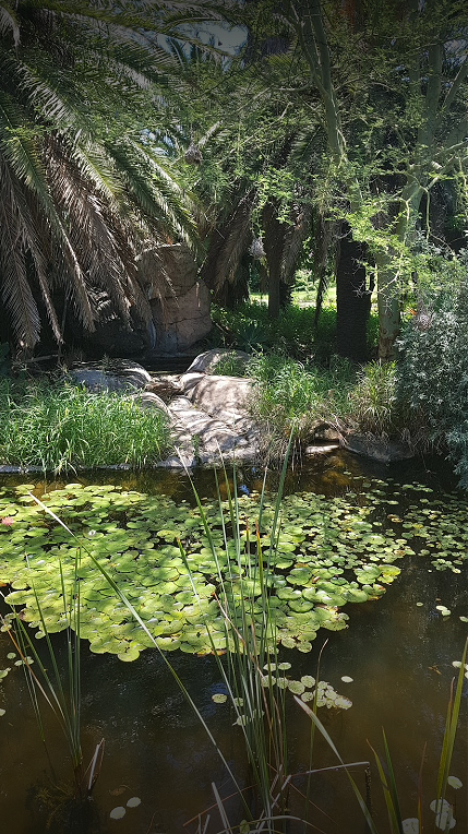 at_sc_zonkizizwe_pond_lillies