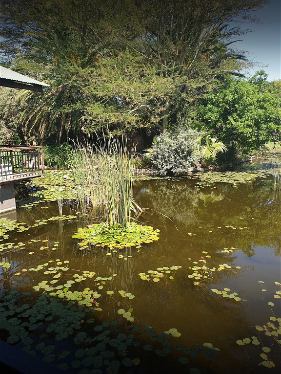 at_sc_zonkizizwe_pond_reeds